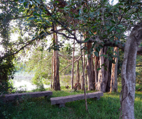 Institute of Management at Usteri Lake: Meditation landscape under the ancient banyan tree. 