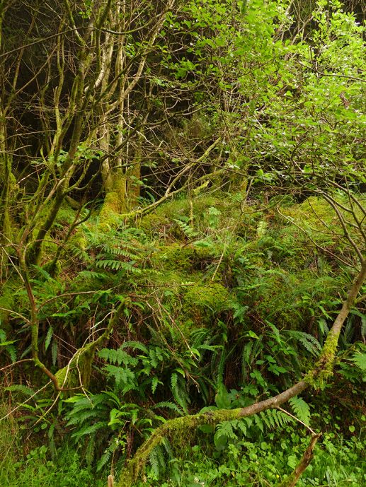 The almost sacred qualities of the land long to be accessible to benefit wider communities
with new pathways, vistas, spaces to gather and rest overlooking the lake and sunken into the soft earth, secret moments in the landscape waiting to be discovered or missed.
