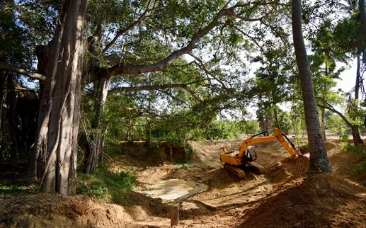 New infrastructure at Matrikunj farm in progress reinforcing the landscape against increased threats of monsoon flooding. 